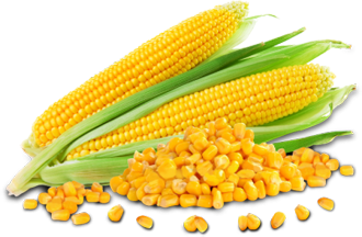 Maize Processing Industry, Maize, Corn and its By Products , Derivatives, Corn Starch, Dextrose, Liquid Glucose, Sorbitol, Oil, Gluten, Germ Oil, Wet Milling, Maize Starch Plant & related Products, High-Fructose Corn Syrup (HFCS)